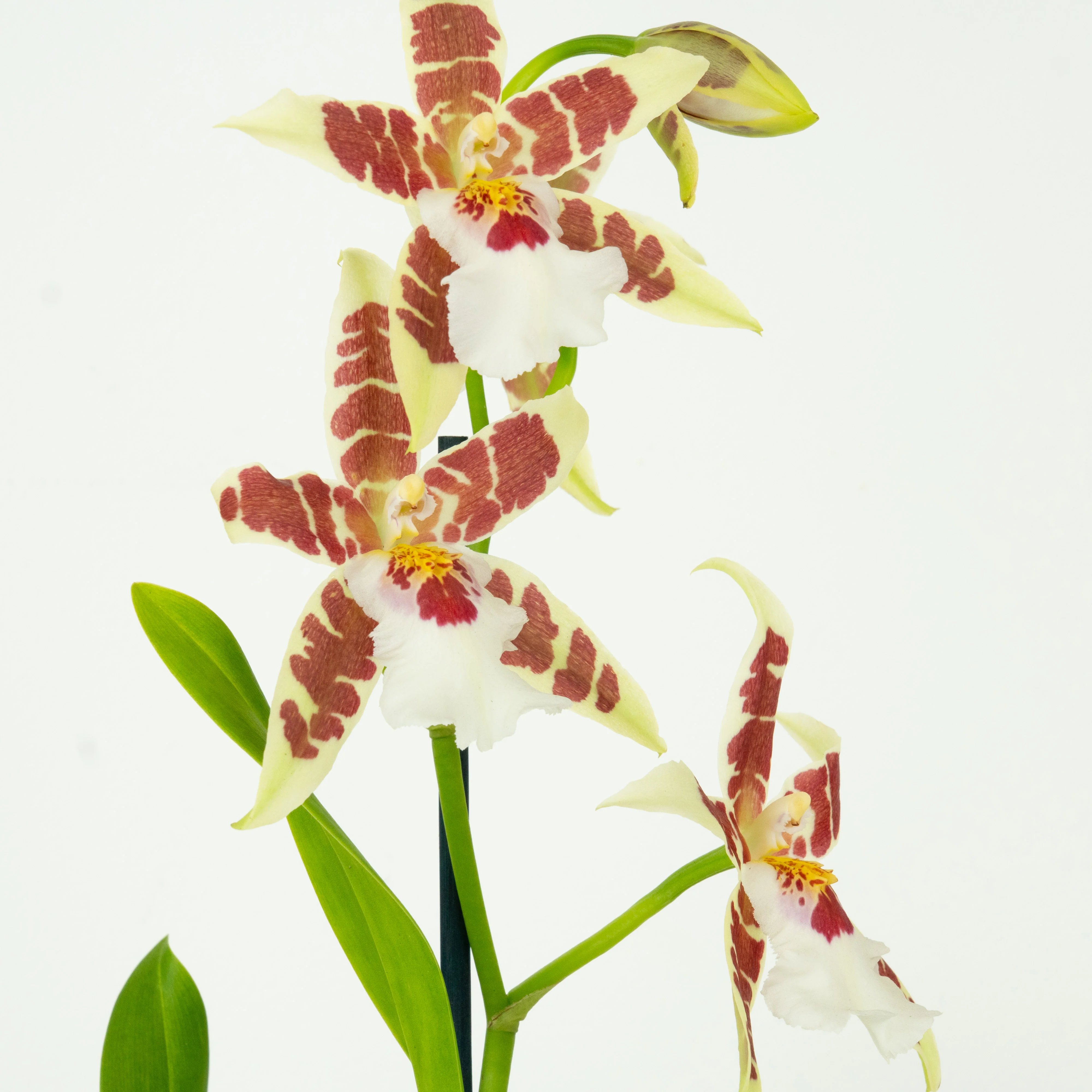 Thumbnail 10