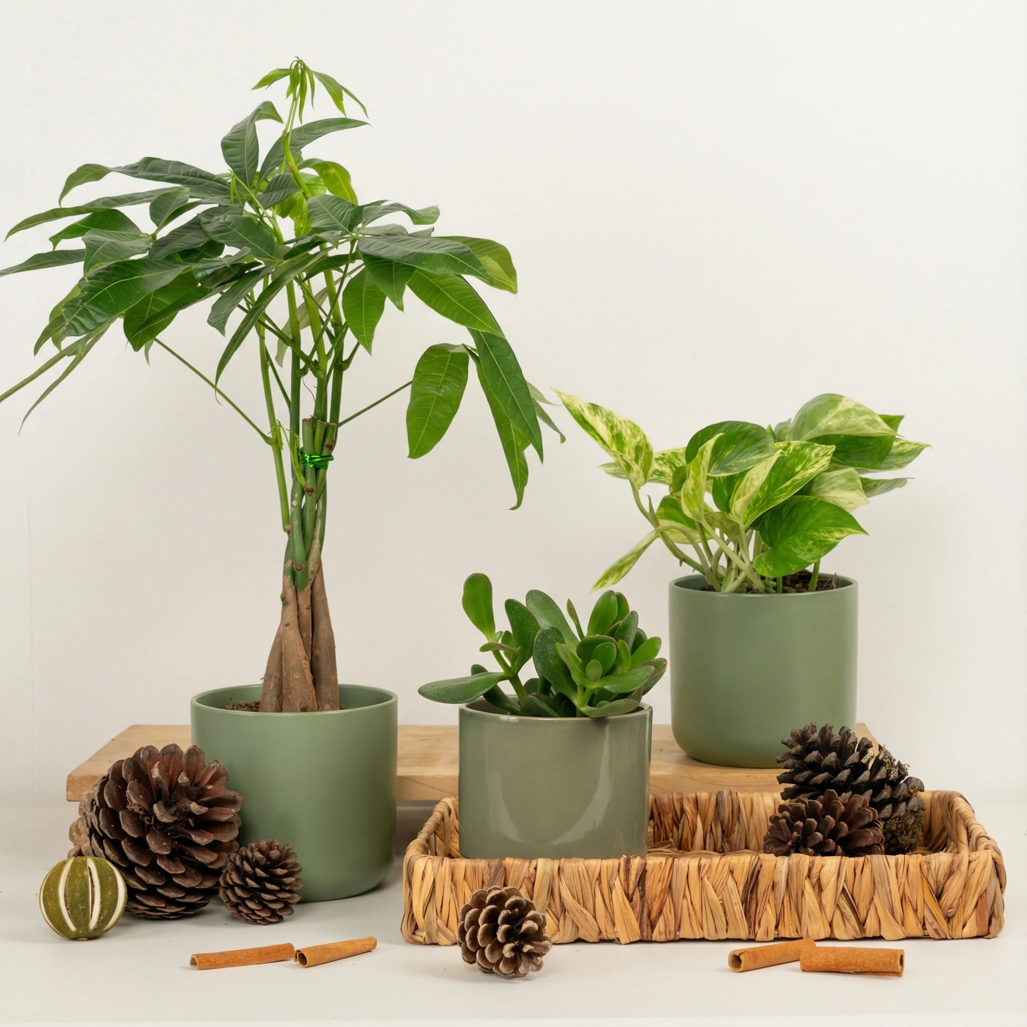 Chinese New Year Lucky Plants & Good Fortune Gifts