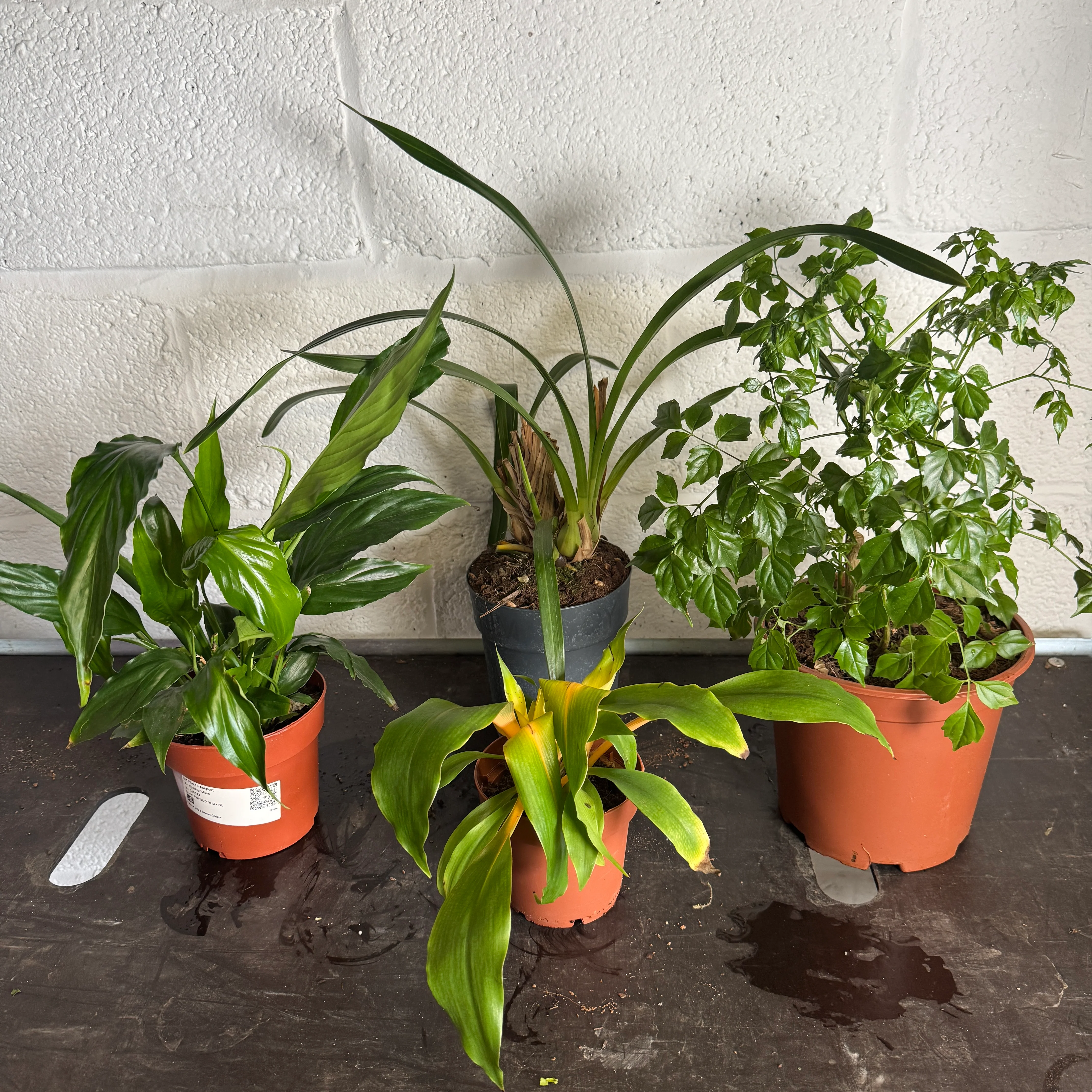 Houseplant Moving Sale