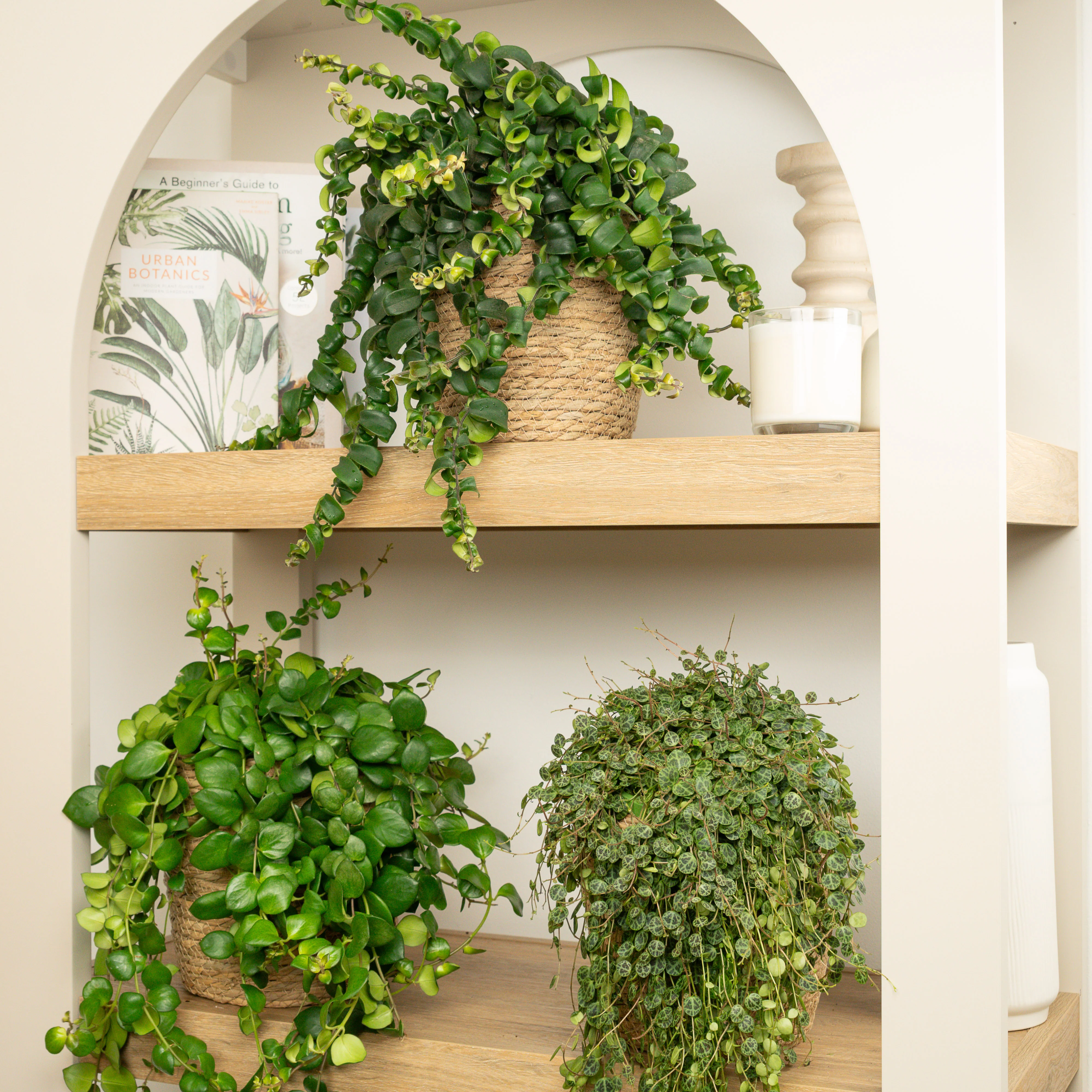 Indoor Plants On Sale