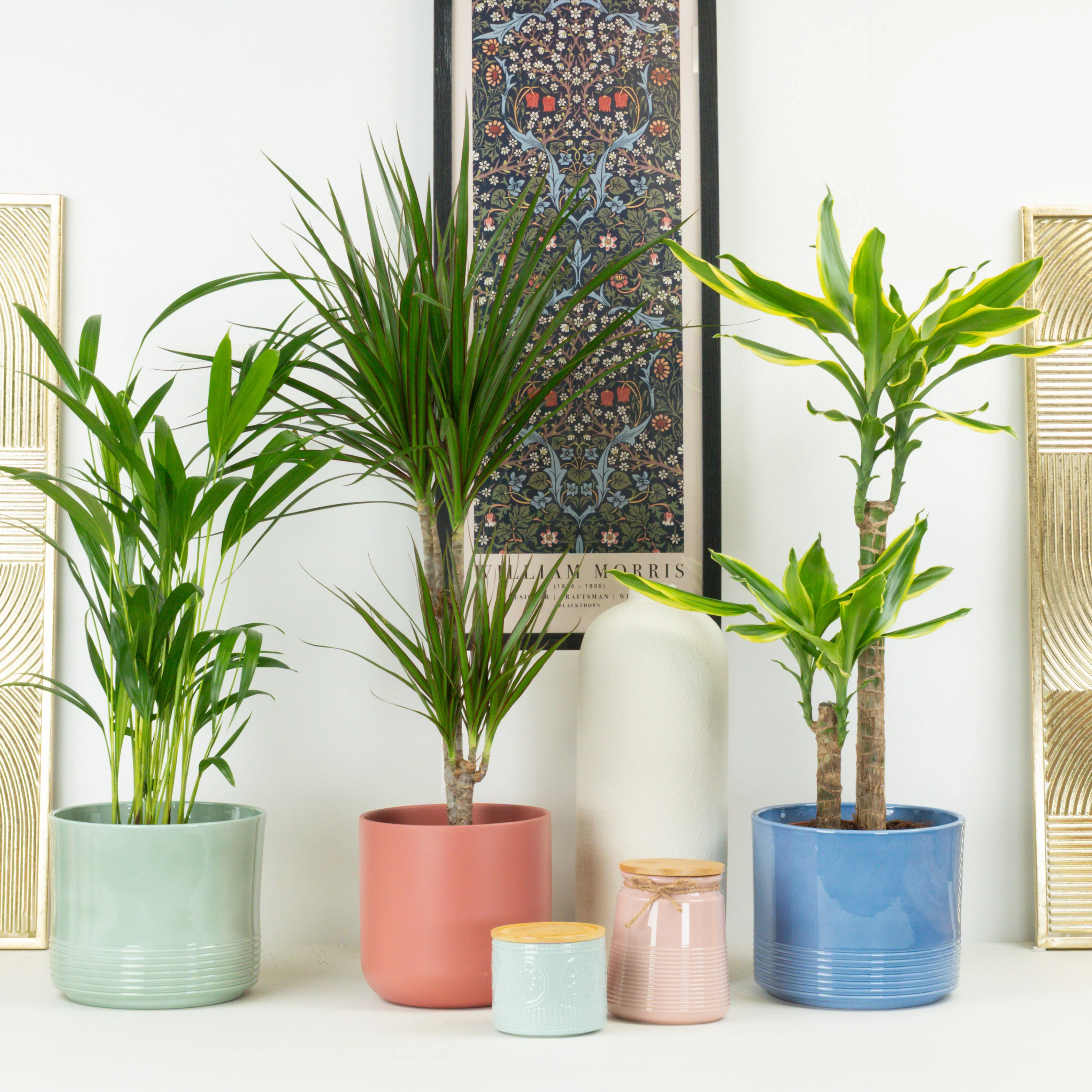 Indoor Palm Plants